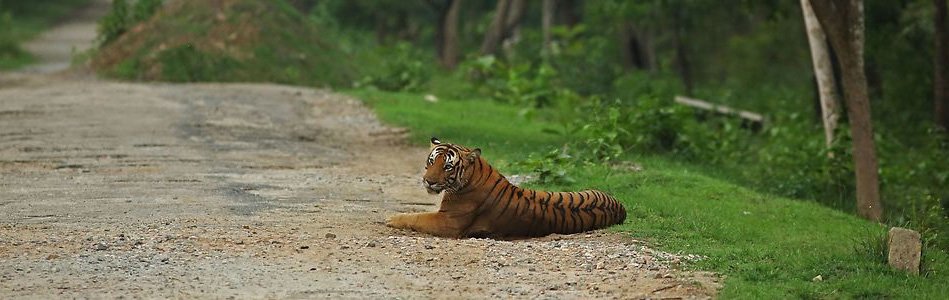 2/4 Laning BRT Tiger Reserve Boundary-Bangalore